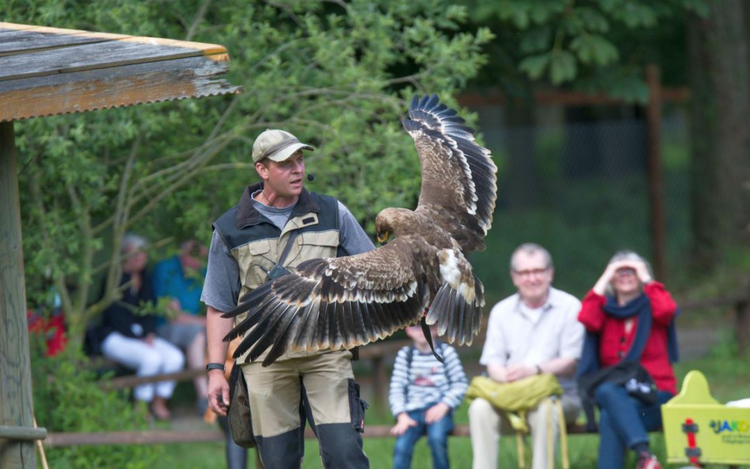 Wisentgehege Flugschau