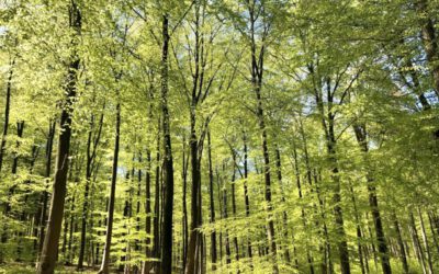 Buntes Programm zum Deistertag in Springe am 08.05.2022