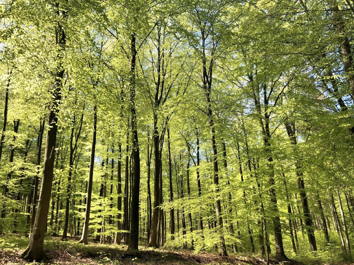 Buntes Programm zum Deistertag in Springe am 08.05.2022