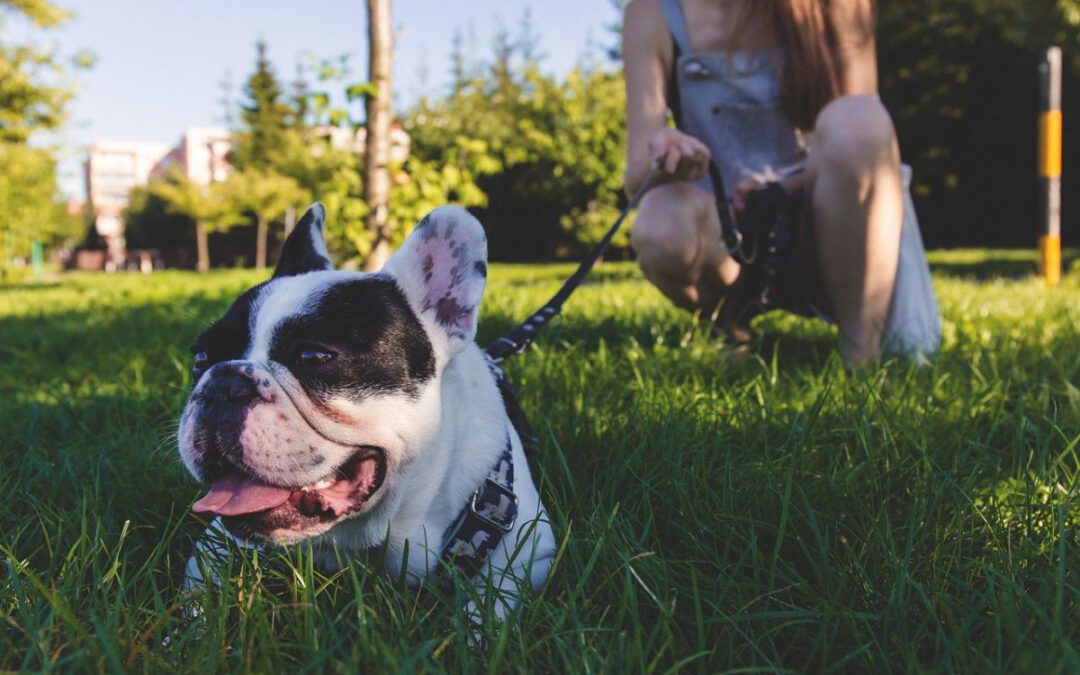 Achtsamkeit von Hunde- und Katzenhaltern ist jetzt gefordert