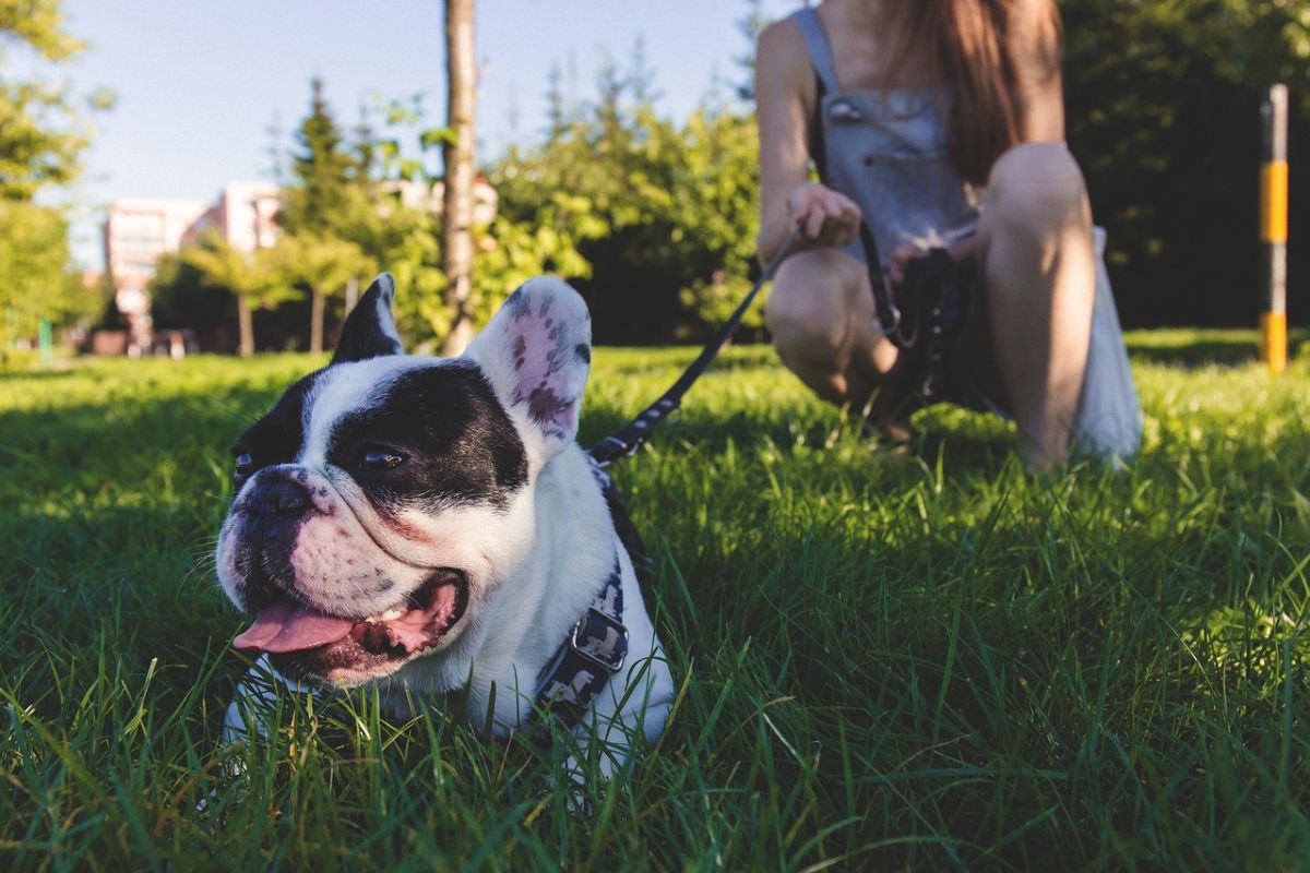 Achtsamkeit von Hunde- und Katzenhaltern ist jetzt gefordert