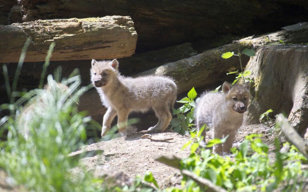 Wisentgehege hat Nachwuchs bei den Polarwölfen