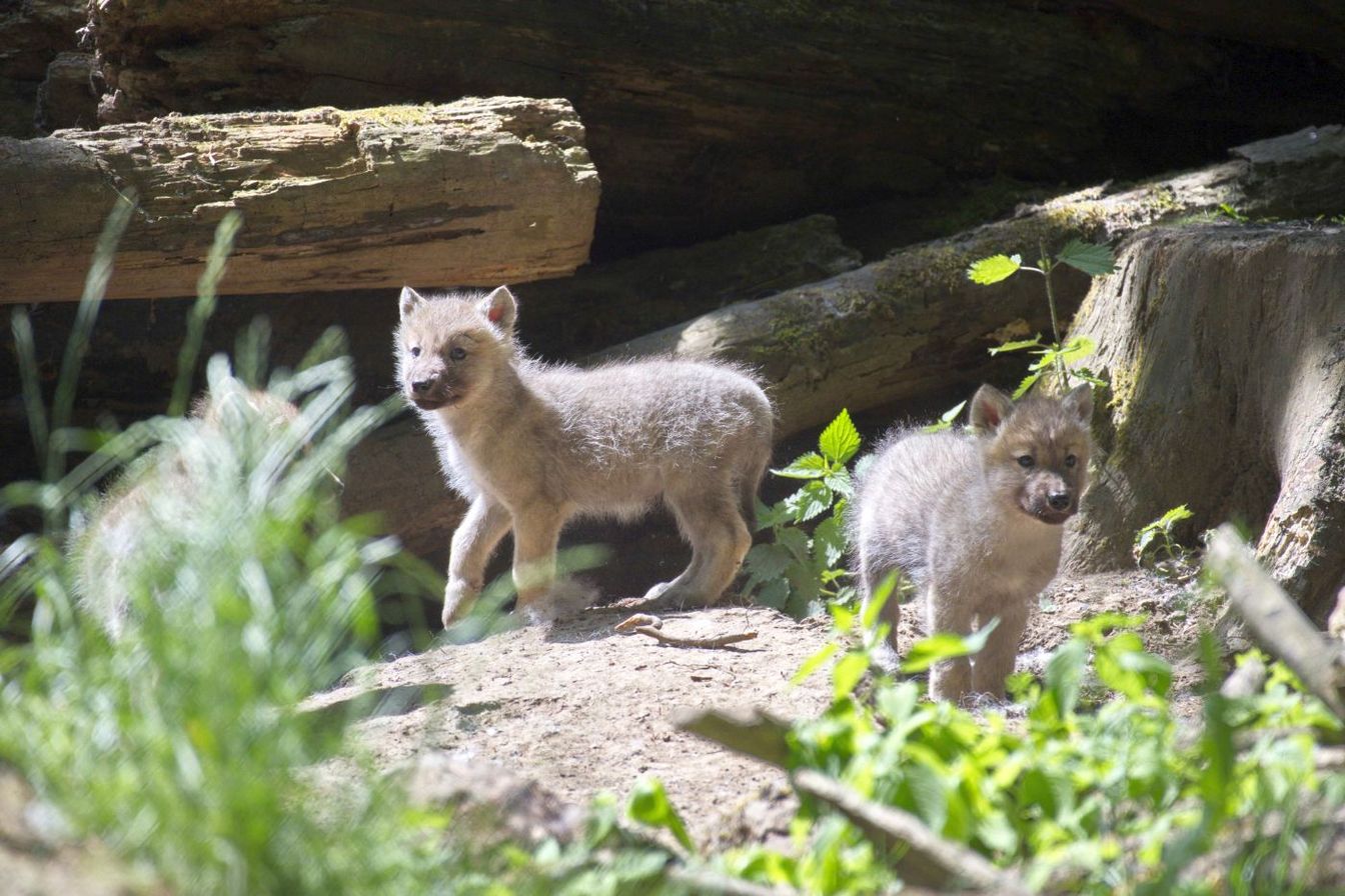 Wisentgehege hat Nachwuchs bei den Polarwölfen