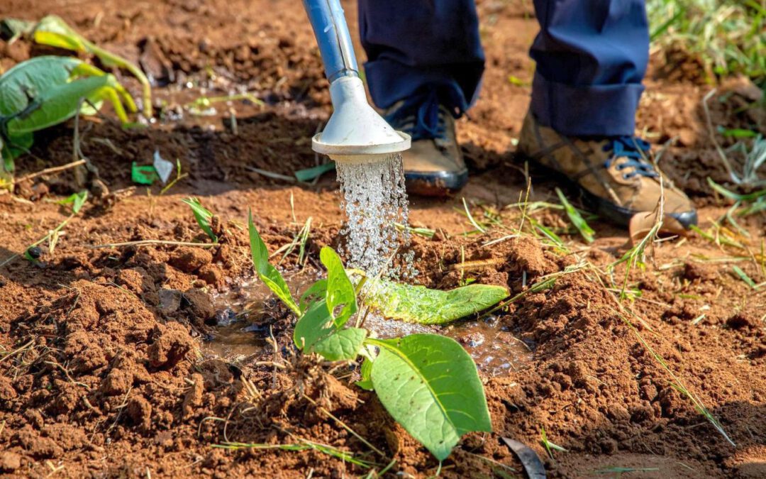 Gießen ja, pumpen nein: Auch für den heimischen Garten gelten Regeln