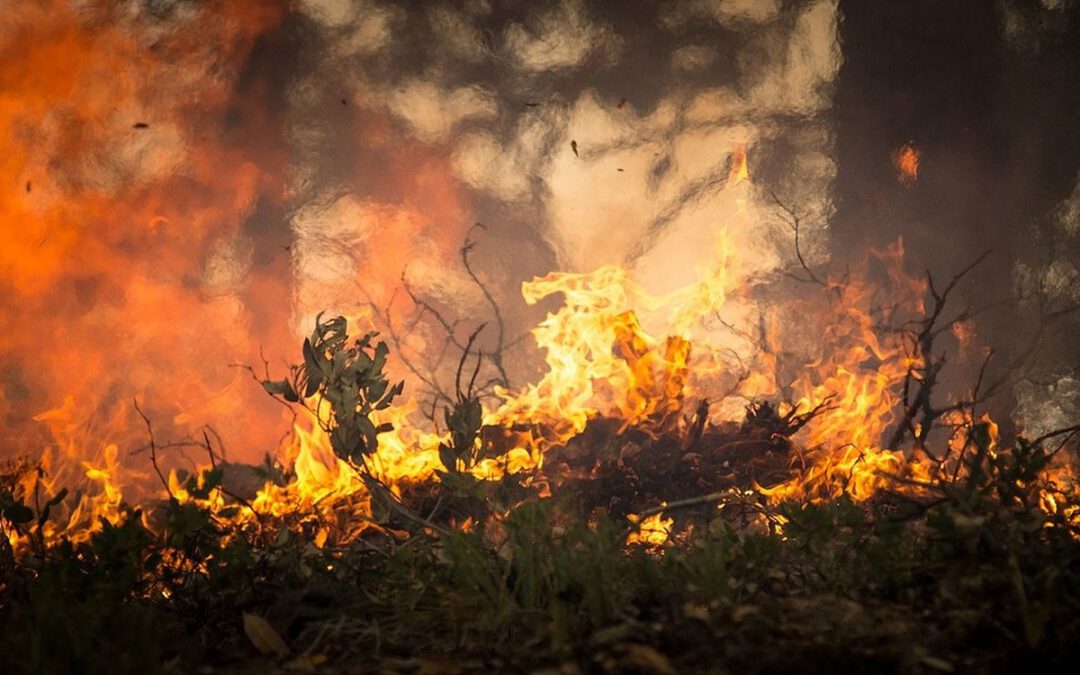 Waldbrandgefahr in Niedersachsen ist sehr hoch