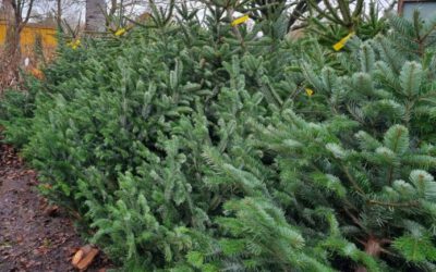 Baumschule Kewel startet in den Weihnachtsbaumverkauf – Beste Pflanzzeit im Garten ist jetzt