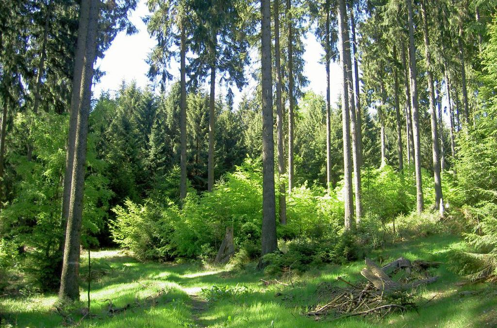 Waldinfotag Deister zum Ferienauftakt - Natur.Erleben.Bewirtschaften