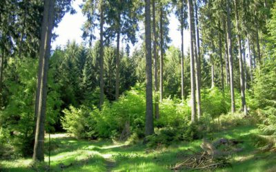 Waldinfotag Deister zum Ferienauftakt – Natur.Erleben.Bewirtschaften