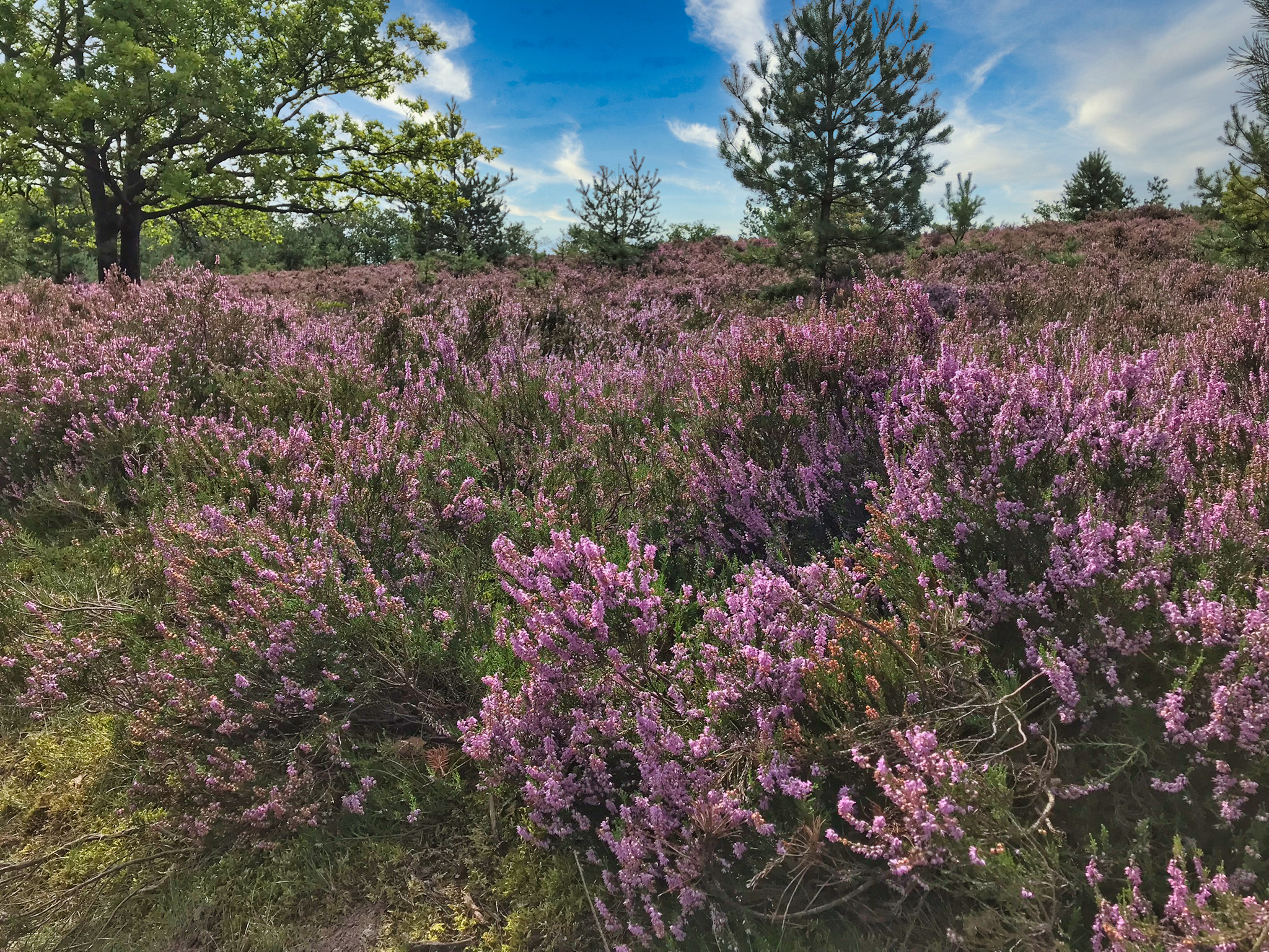 Heide und Wilseder Berg