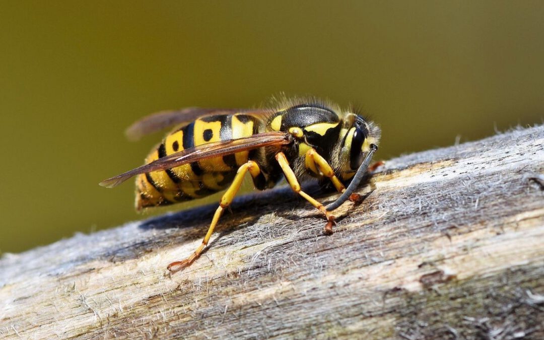 Sommerzeit ist Wespenzeit - Keine Panik im Umgang mit Wespen und Hornissen