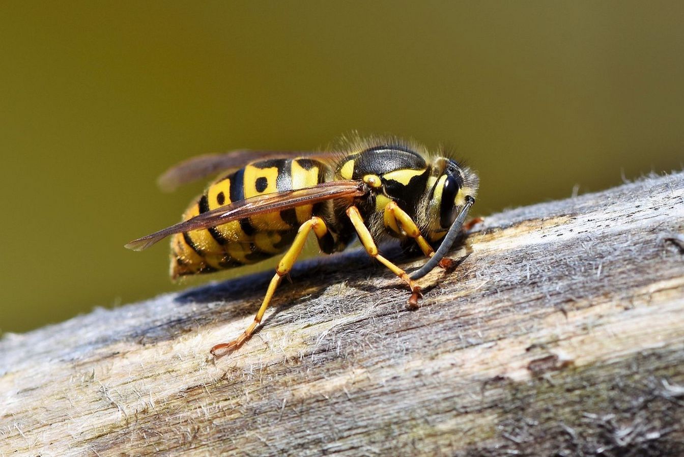 Sommerzeit ist Wespenzeit – Keine Panik im Umgang mit Wespen und Hornissen