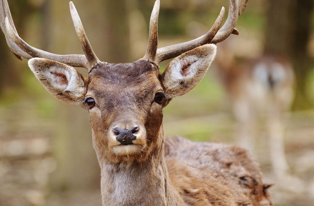 Wildunfälle vermeiden - Kollisionsgefahr steigt im Herbst
