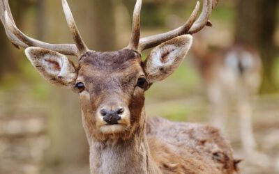 Wildunfälle vermeiden – Kollisionsgefahr steigt im Herbst