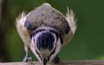 Mit simplen Handgriffen Gartenbewohner mit ausreichend Wasser versorgen