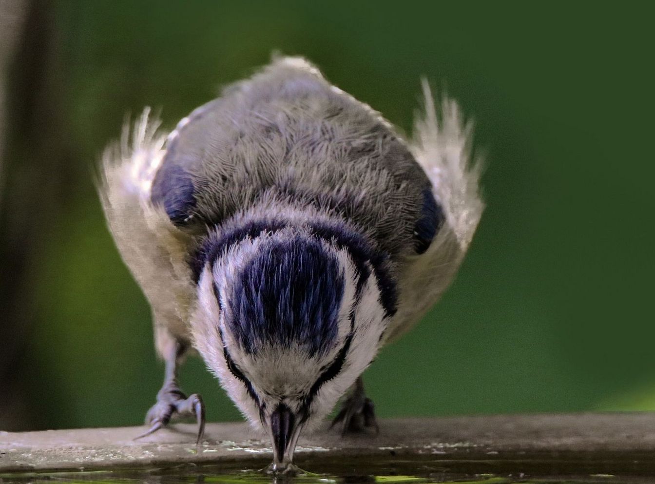 Mit simplen Handgriffen Gartenbewohner mit ausreichend Wasser versorgen