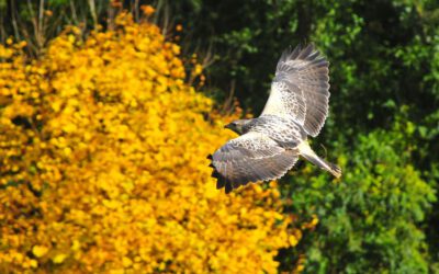 Hubertusfest im Wisentgehege Springe