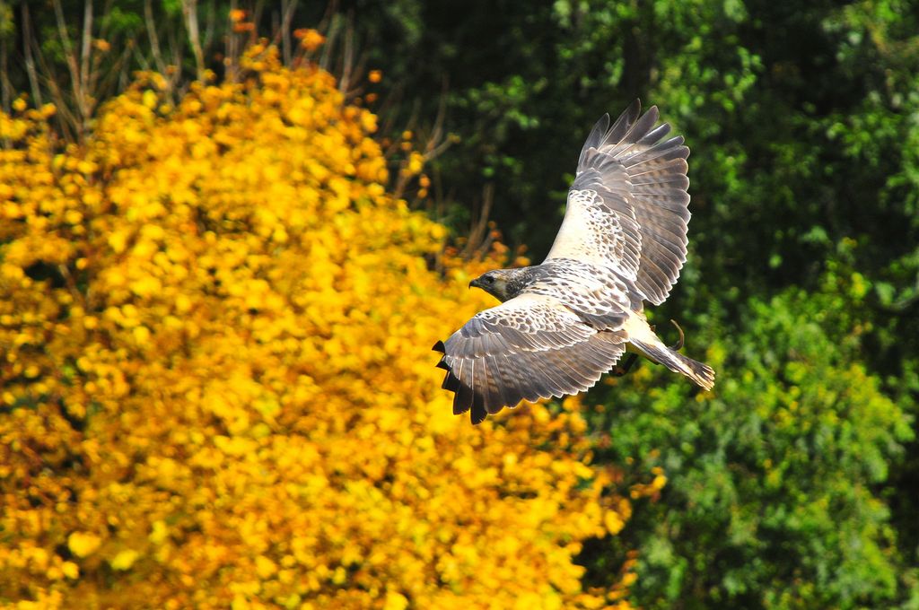 Hubertusfest im Wisentgehege Springe