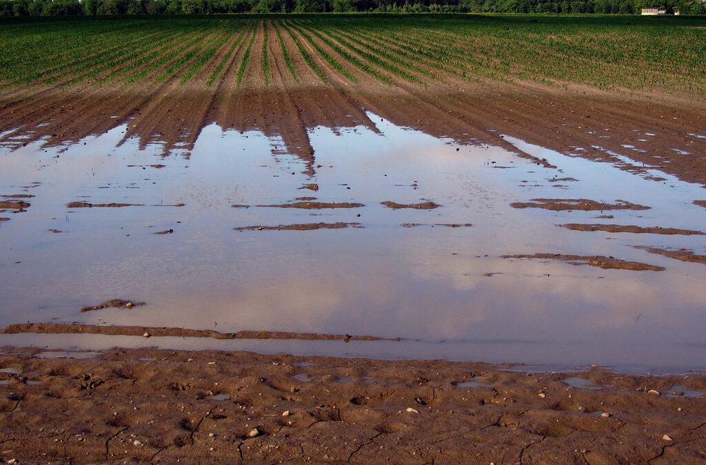 Hochwasser hat erhebliche Auswirkungen auf Landwirtschaft