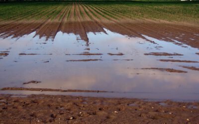 Hochwasser hat erhebliche Auswirkungen auf Landwirtschaft