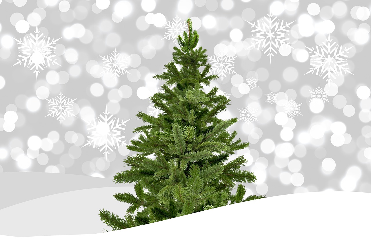 Abholung Tannenbaum durch AHA