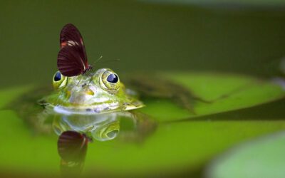 Amphibien wandern wieder