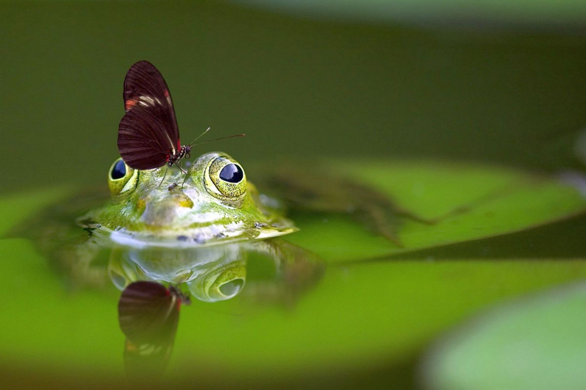 Amphibien wandern wieder