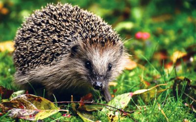 Jetzt laufen die Igel wieder – und brauchen praktische Hilfe!