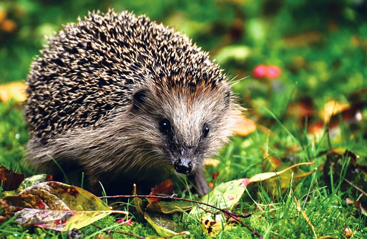 Jetzt laufen die Igel wieder – und brauchen praktische Hilfe!